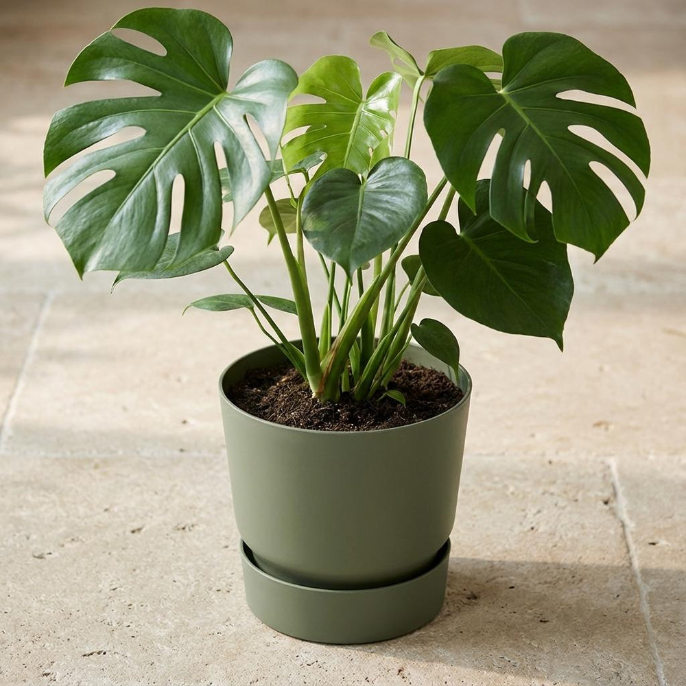 Elho Greenville Grün – Ø20cm