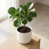 Elho B.for Soft Weiß – Ø25cm