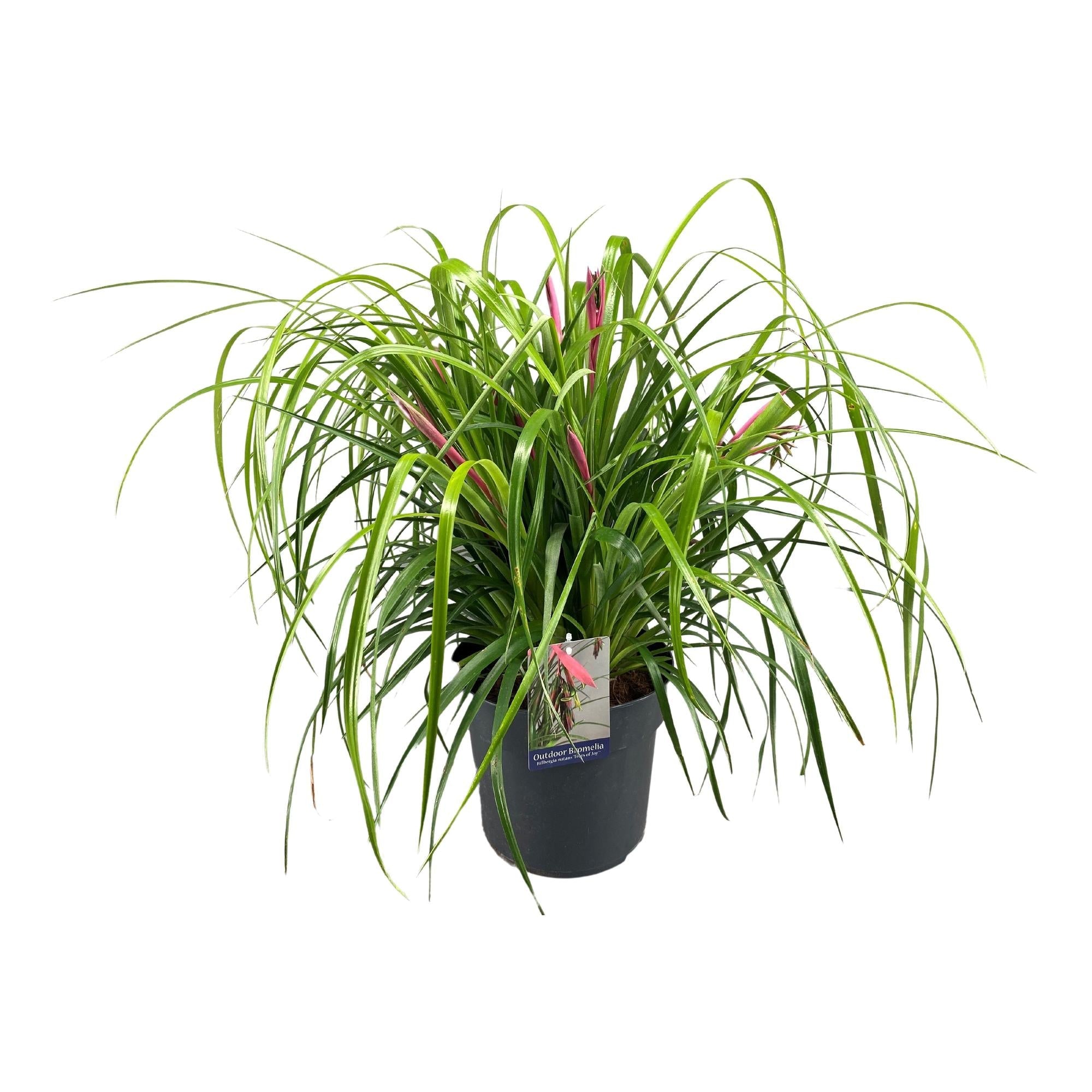 Billbergia Nutans Tears Of Joy - 70cm