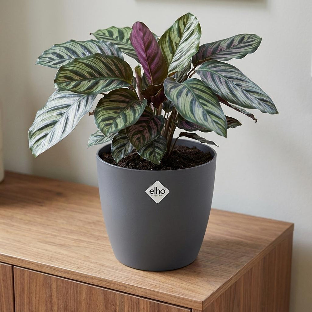 Elho Brussels Anthrazit – Ø30cm