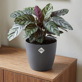 Elho Brussels Anthrazit – Ø30cm