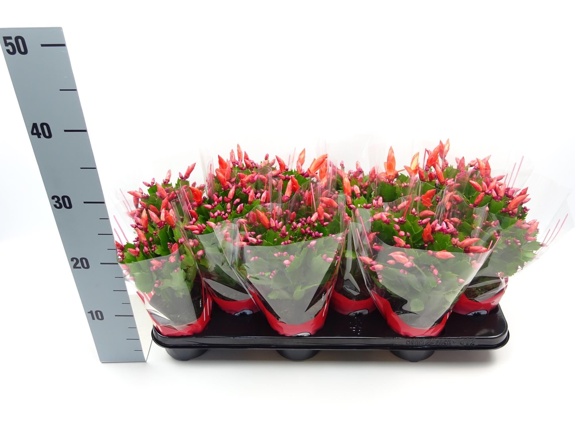 Schlumbergera - 30cm