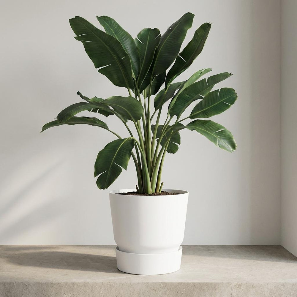 Elho Greenville Weiß – Ø30cm
