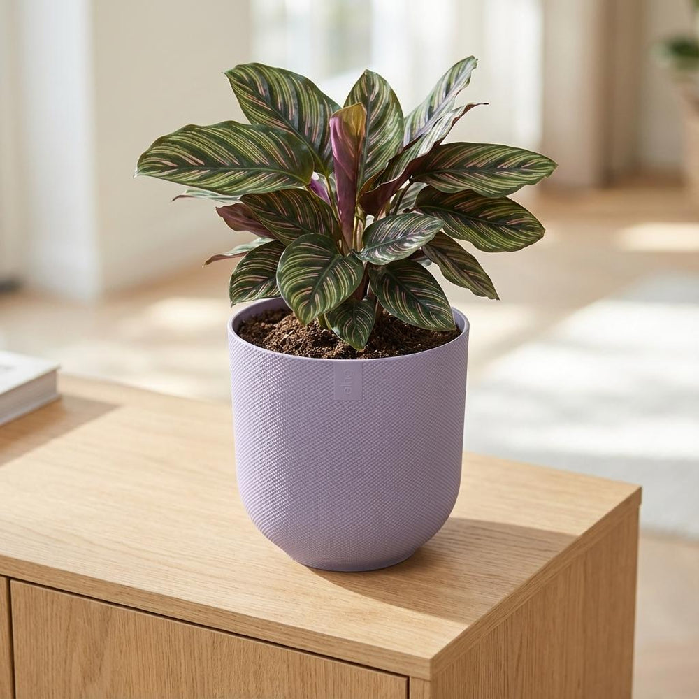 Elho Jazz Lavendel – Ø23cm