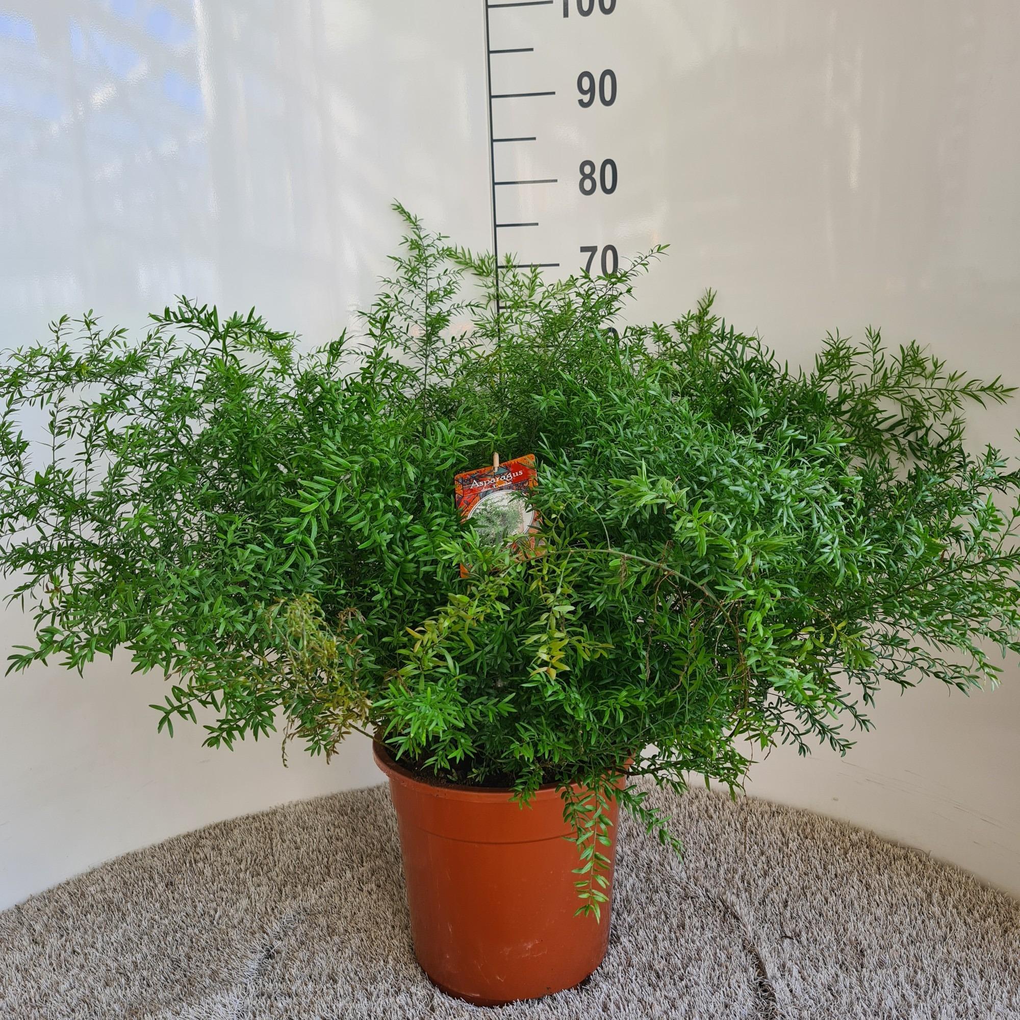 Asparagus Densiflorus Cwebe - 65cm