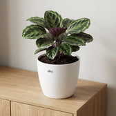 Elho Brussels Weiß – Ø18cm