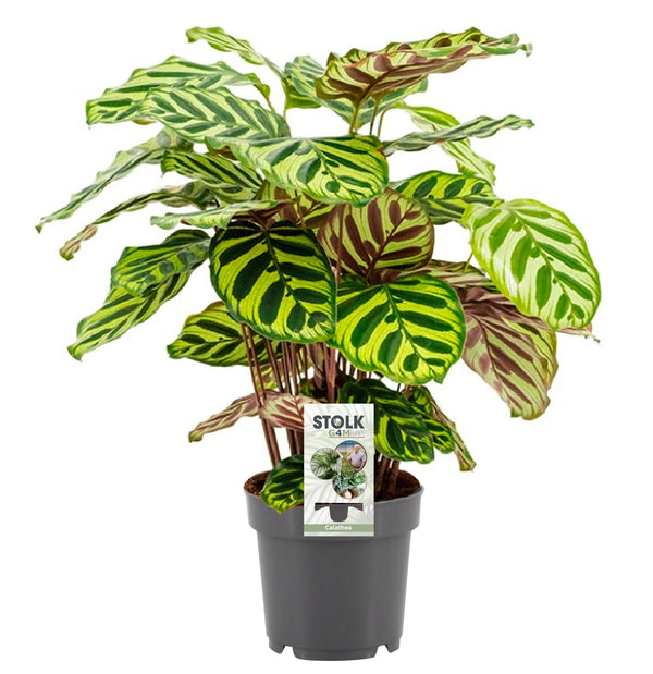 Calathea Makoyana 45cm im 14cm Topf