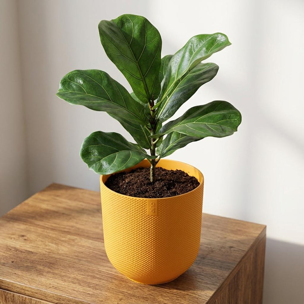 Elho Jazz Bernsteingelb – Ø23cm
