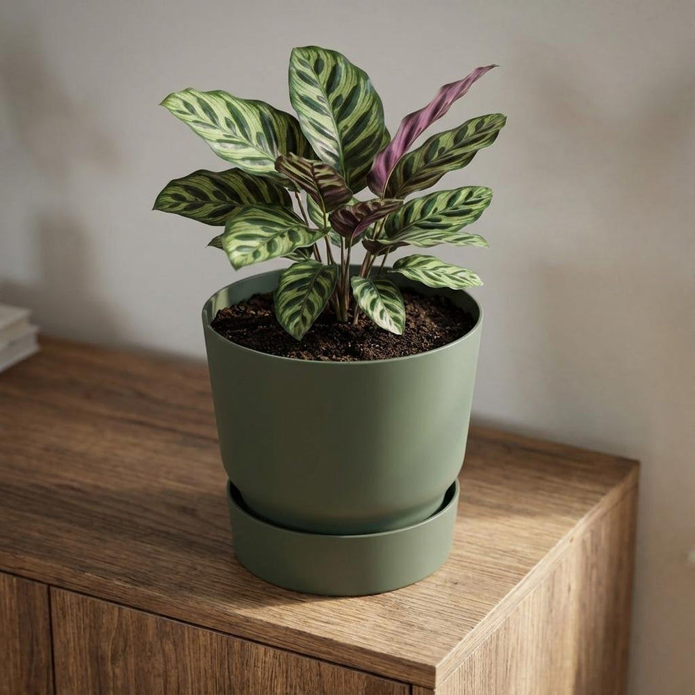 Elho Greenville Grün – Ø25cm