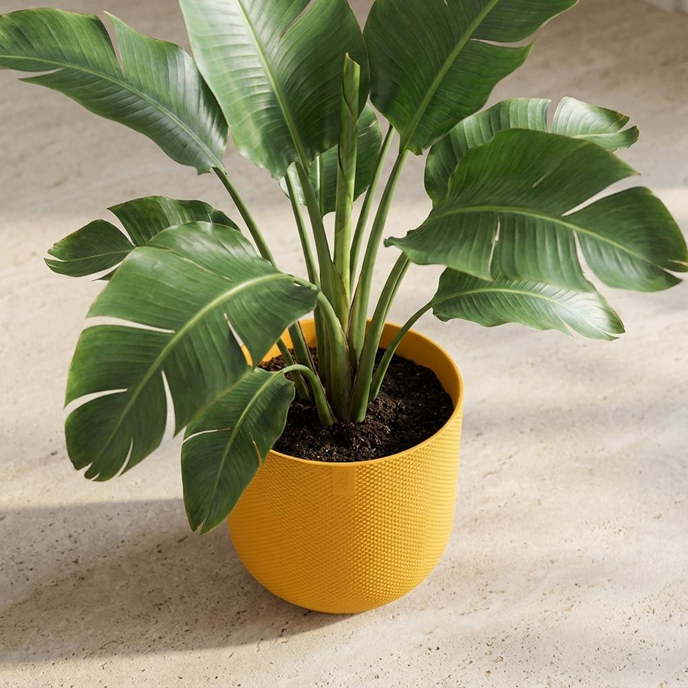 Elho Jazz Bernsteingelb – Ø14cm