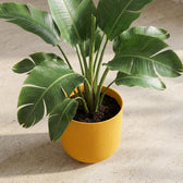 Elho Jazz Bernsteingelb – Ø14cm