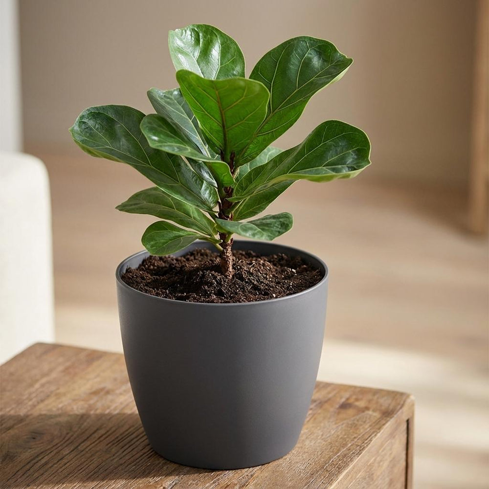 Elho Brussels Anthrazit – Ø18cm