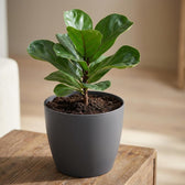 Elho Brussels Anthrazit – Ø18cm