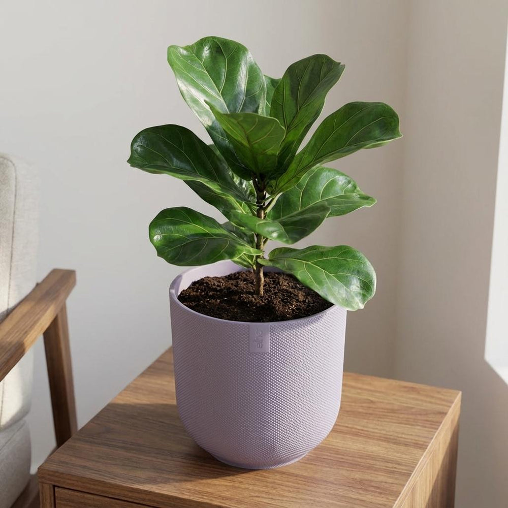 Elho Jazz Lavendel – Ø23cm