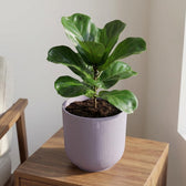 Elho Jazz Lavendel – Ø23cm