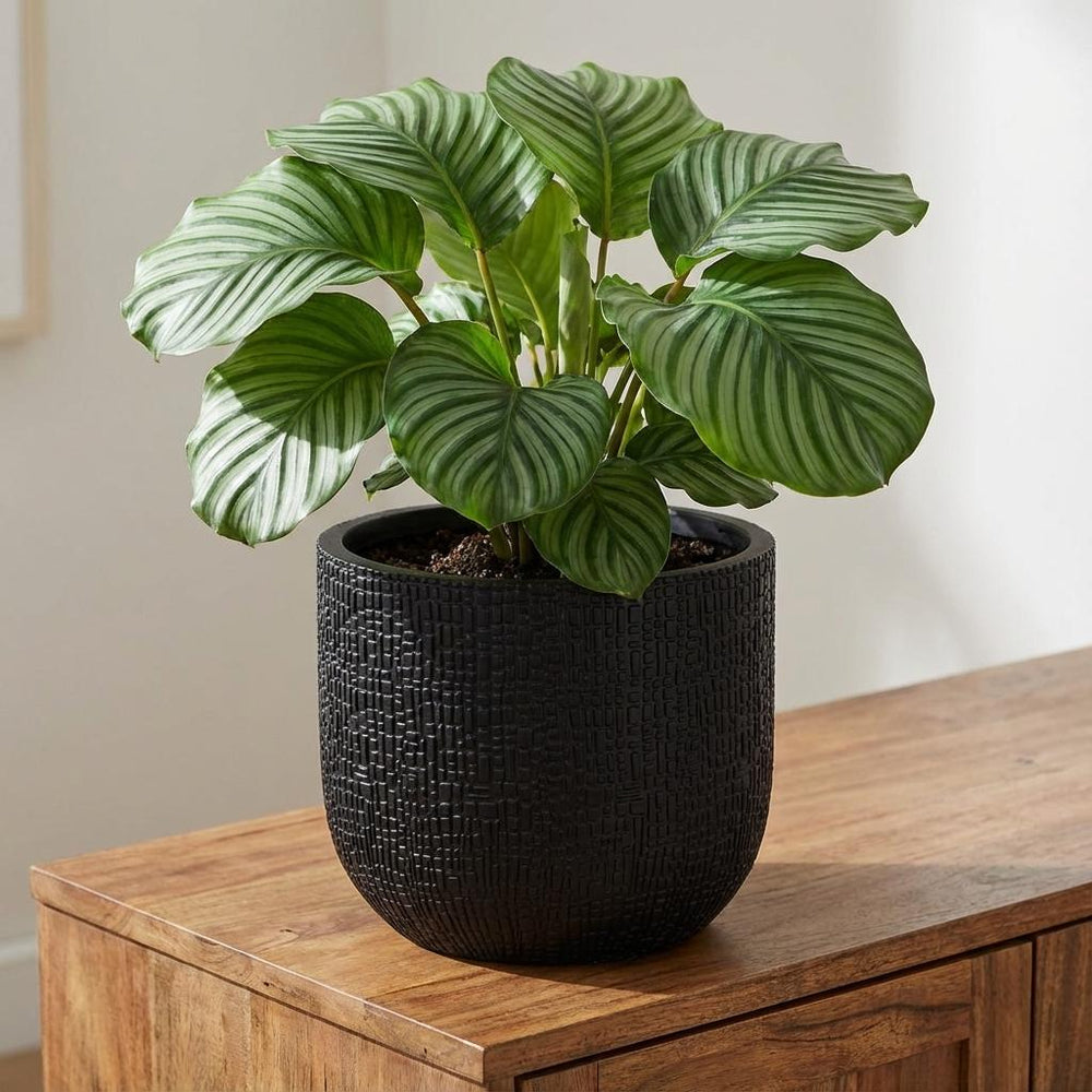 Bol Skin Anthrazit – Ø24cm