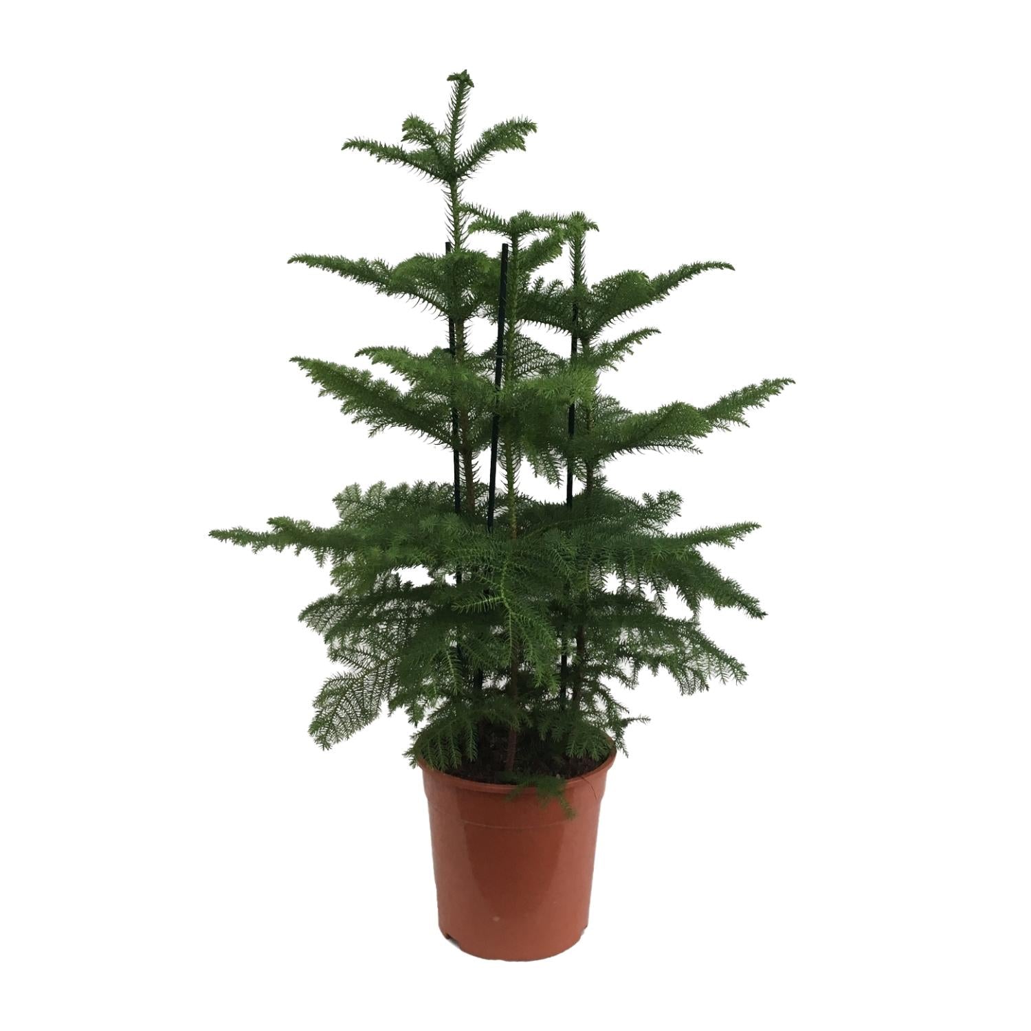 Araucaria - 110cm
