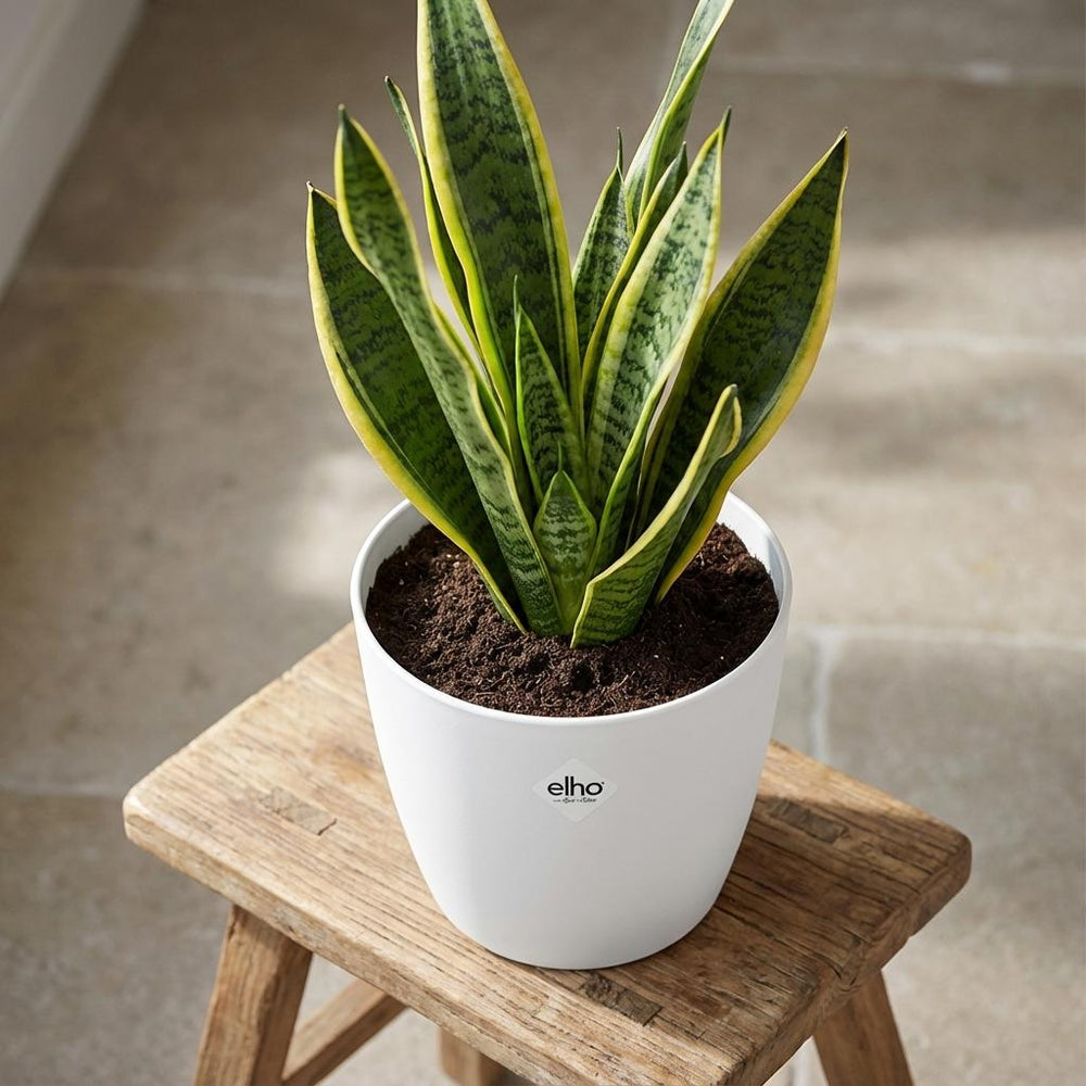 Elho Brussels Weiß – Ø25cm