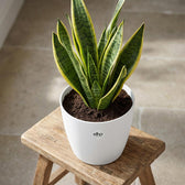 Elho Brussels Weiß – Ø25cm