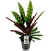 dracena floare Dracena Dracaena main image 0