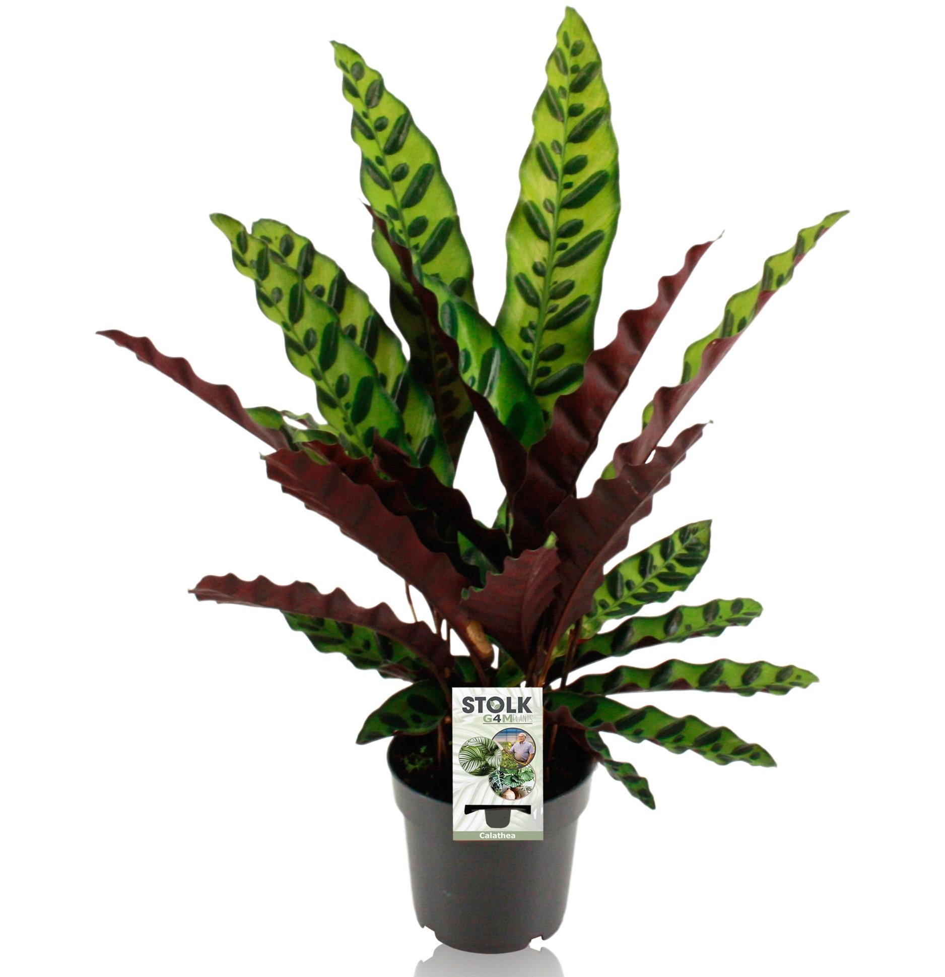 Calathea Lancifolia 45cm im 14cm Topf