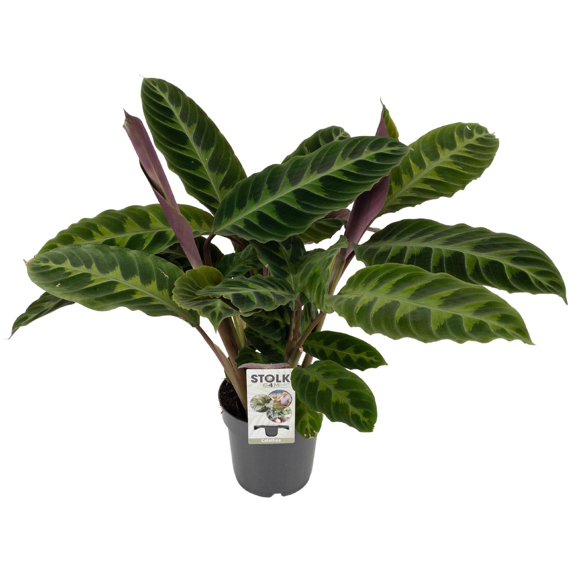 Calathea Warscewiczii 50cm im 14cm Topf