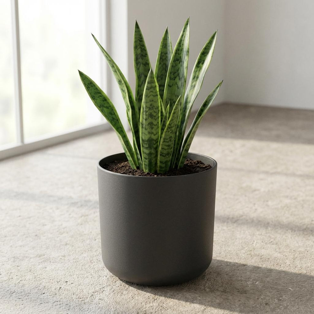 Elho B.for Soft Anthrazit – Ø14cm