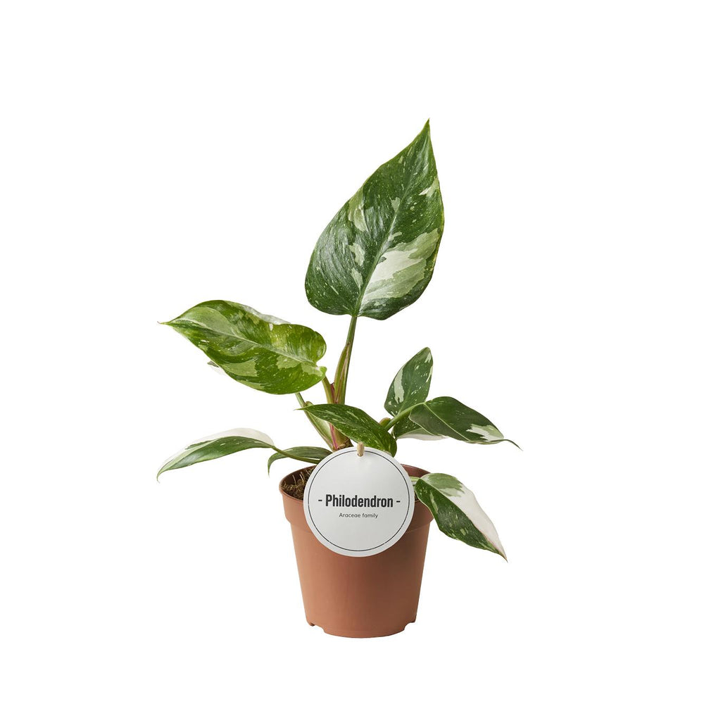 Philodendron White Princess 30cm im 12cm Topf