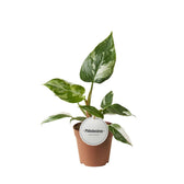 Philodendron White Princess 30cm im 12cm Topf