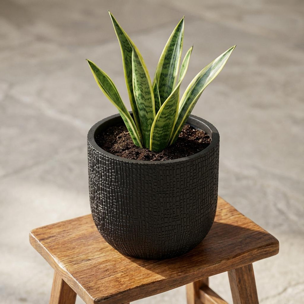 Bol Skin Anthrazit – Ø17cm