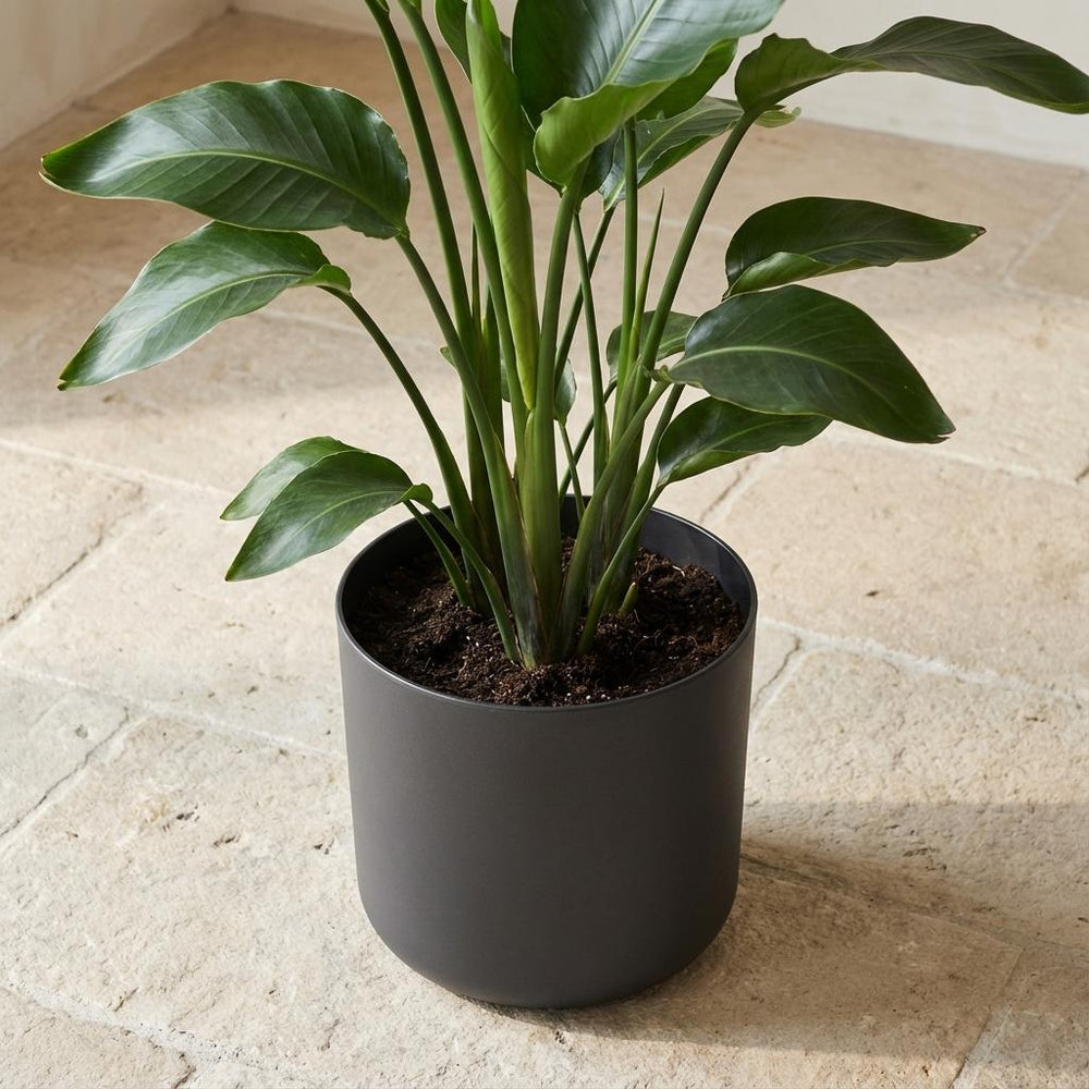 Elho B.for Soft Anthrazit – Ø22cm