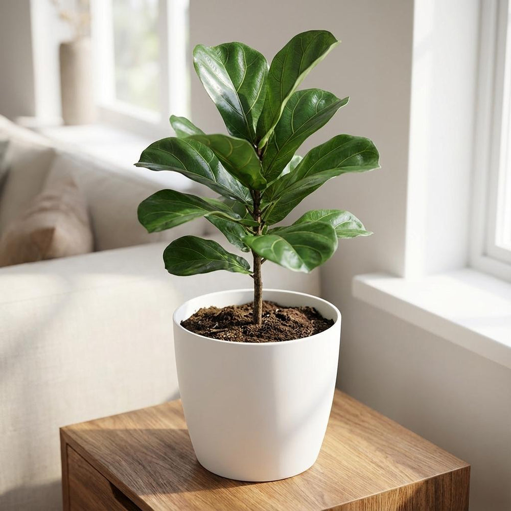 Elho Brussels Weiß – Ø22cm