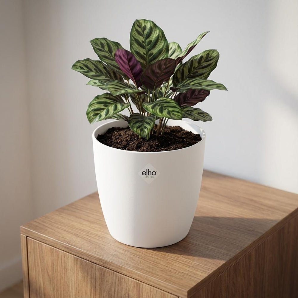 Elho Brussels Weiß – Ø22cm