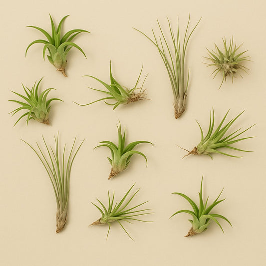 Tillandsia-Mix - 10 Stück - 6cm