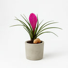 Tillandsia Cyanea 38cm