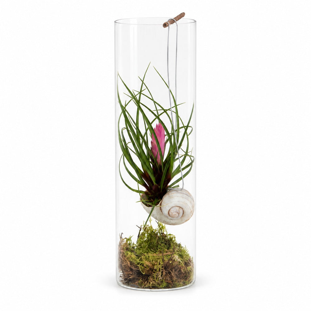 Tillandsia Cyanea - 38cm im Kulturtopf