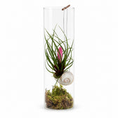 Tillandsia Cyanea - 38cm im Kulturtopf