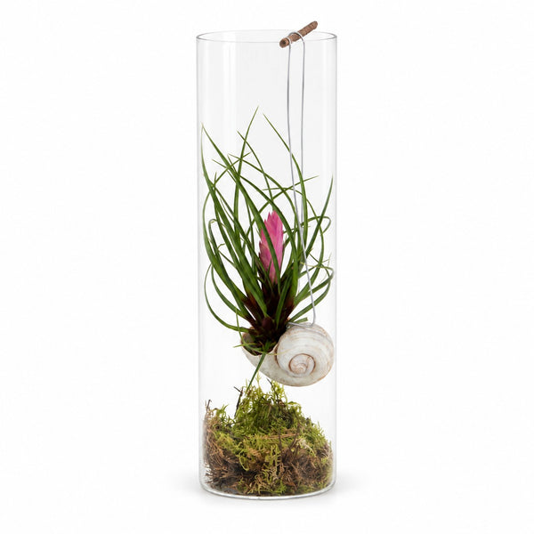 Tillandsia Cyanea - 38cm im Kulturtopf