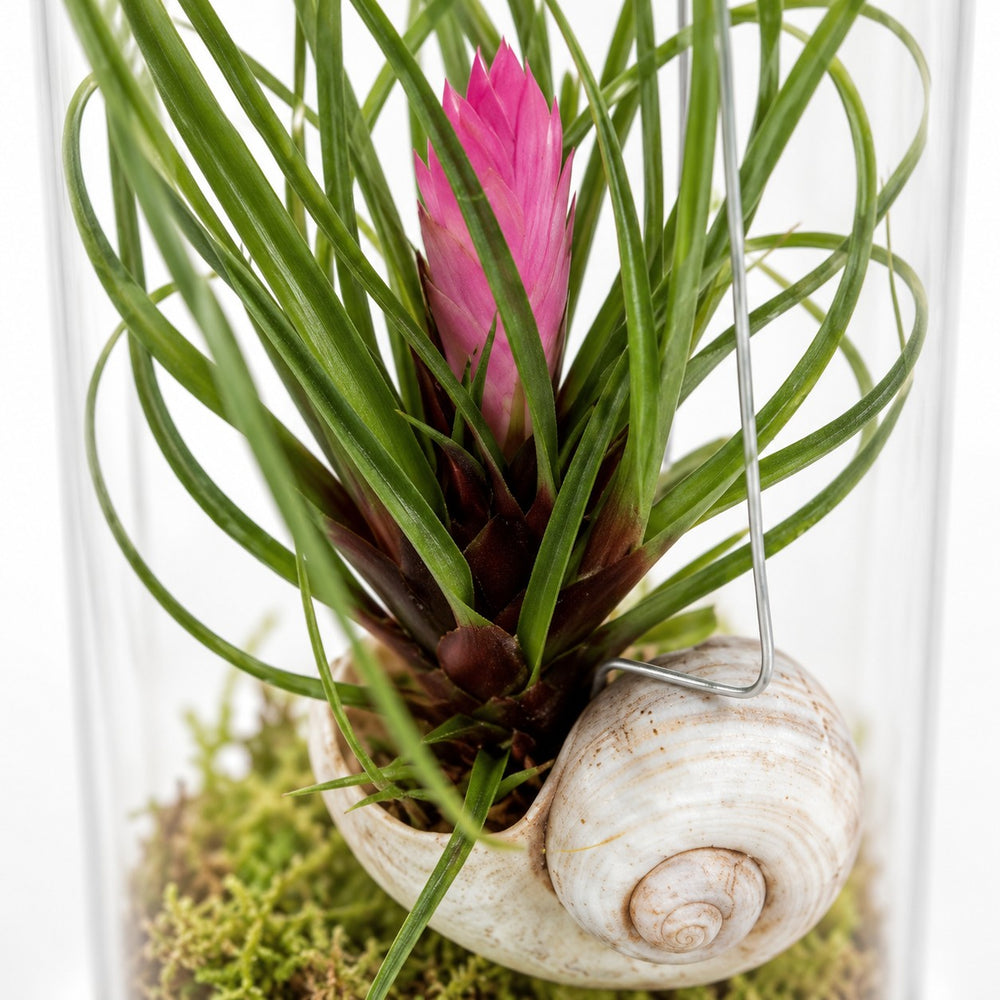 Tillandsia Cyanea, Nahaufnahme Wuchs und Triebansatz