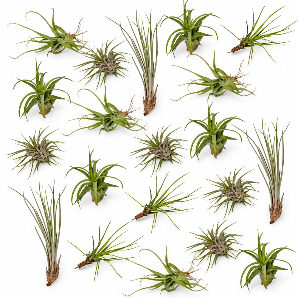 Tillandsia-Mix (20 Stück) - 6cm im Kulturtopf