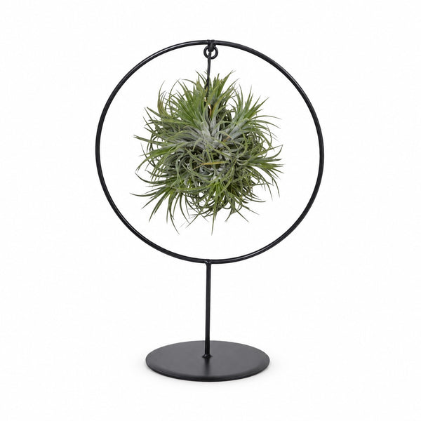 Tillandsia-Ring Mix - 30cm im Kulturtopf