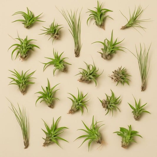 Tillandsia-Mix (20 Stück) - 6cm