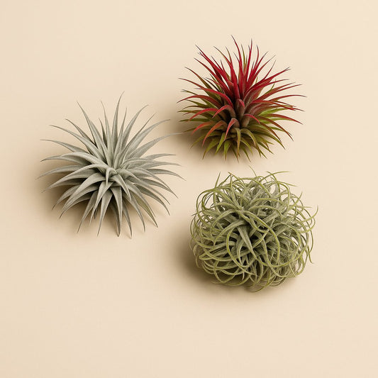 Tillandsia Trio - 5cm