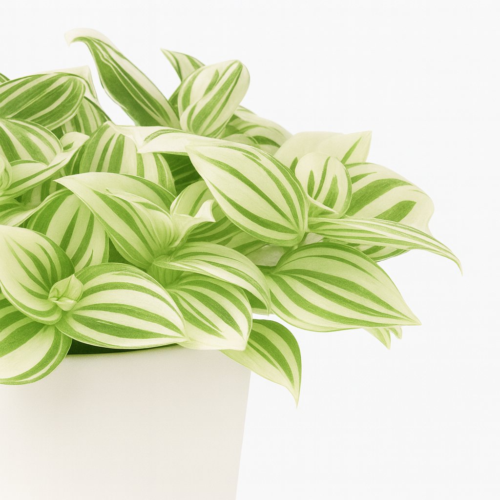 Tradescantia Brightness 20cm Nahaufnahme