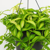 Tradescantia Yellow Hill 40cm Nahaufnahme