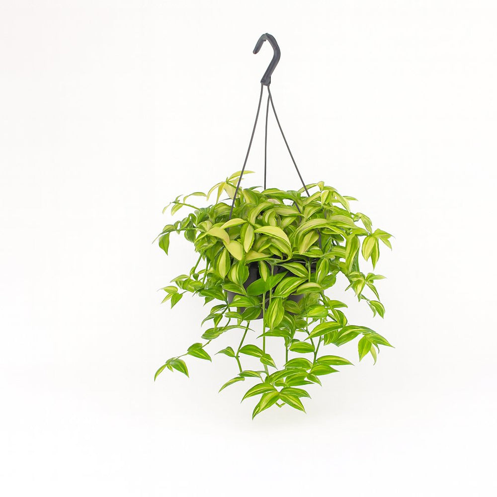 Tradescantia Yellow Hill 40cm