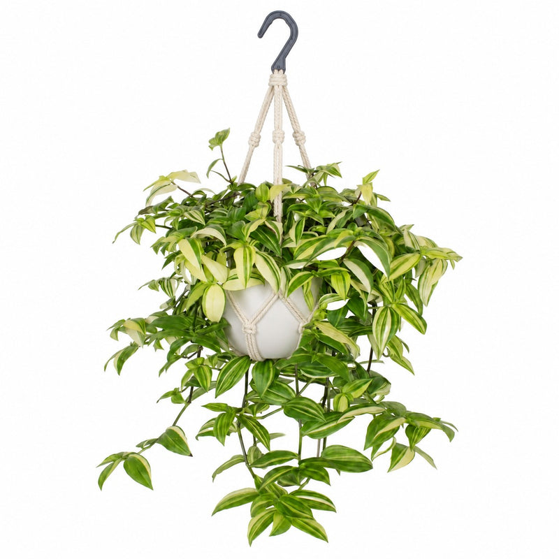 Tradescantia Yellow Hill - 40cm Detail