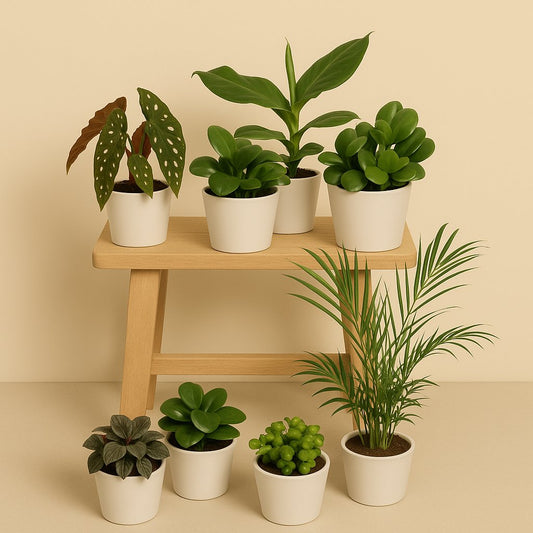 Überraschungsbox (8 Stück) - 25cm