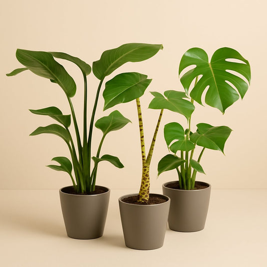 Pflanzenset "Urban Jungle Trio" (3 Stück) - 75cm