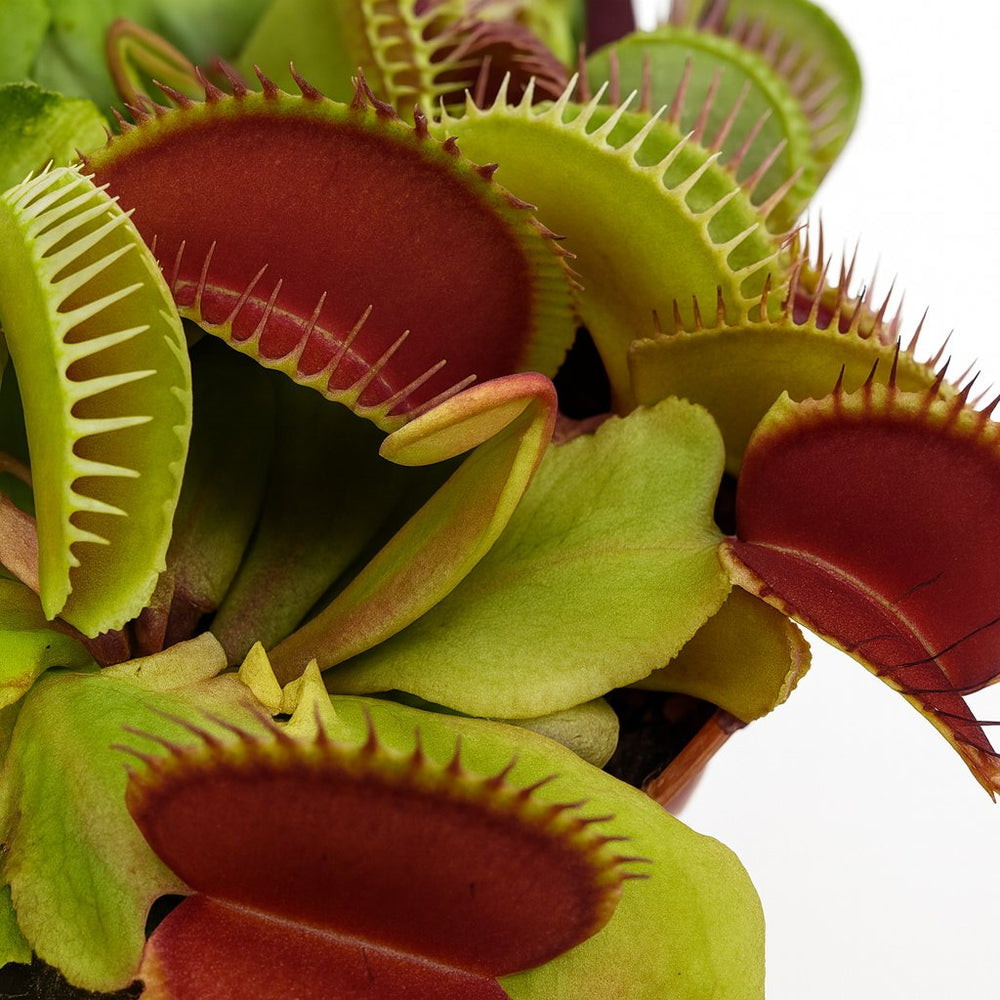 venusfliegenfalle düngen Venusfliegenfalle (Dionaea Muscipula)